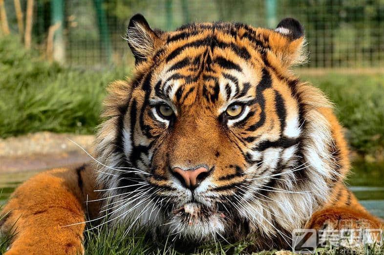 属虎和什么属相不合,属虎和什么属相相冲相克