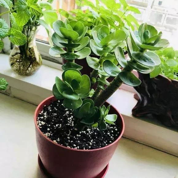 玉露哪个品种最旺财，哪种玉露招财