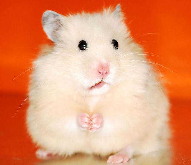 属鼠什么年份运气更好，属鼠2022 年运势及运程