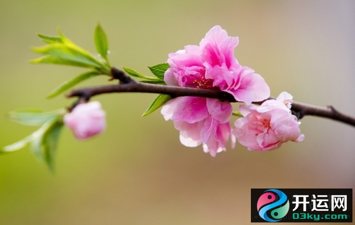 4年属虎46岁桃花运，74年属虎男下半年烂桃花"