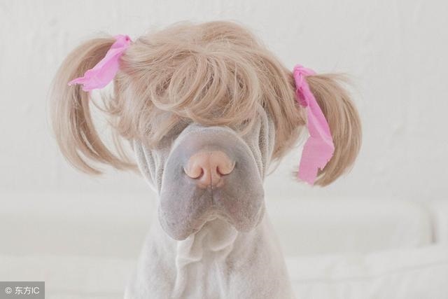 鼠的情人是什么生肖,子鼠卯兔十二生肖口诀