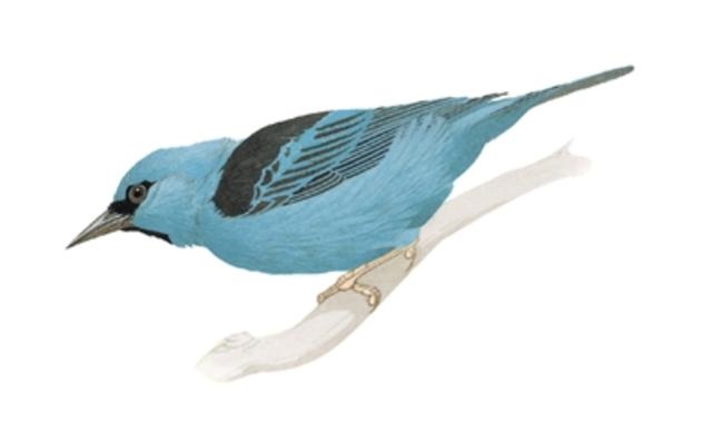 上面一个鸟下面九怎么读，如下面一个鸟怎么读