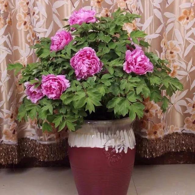 属鼠的人不适合养什么植物，属鼠的种什么花最合适