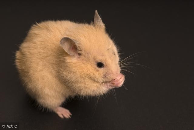 十鼠九富是什么意思，2022 鼠你最富图片