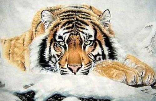 4年属虎在2022年怎么样，1974属虎2022