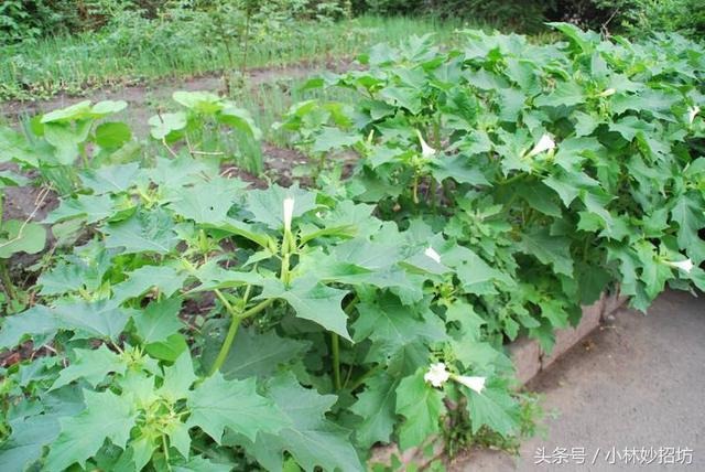 属鼠人的克星都是哪些，属蛇人一辈子的克星