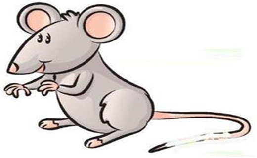 属鼠都是几几年的，生肖鼠是哪年出生的