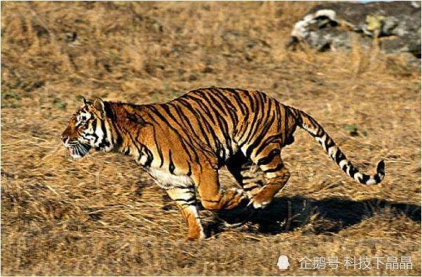 属虎男更佳配偶,属虎男的婚配属相