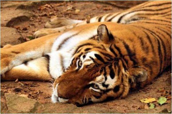 986年的虎是什么命运,1986年属虎2022