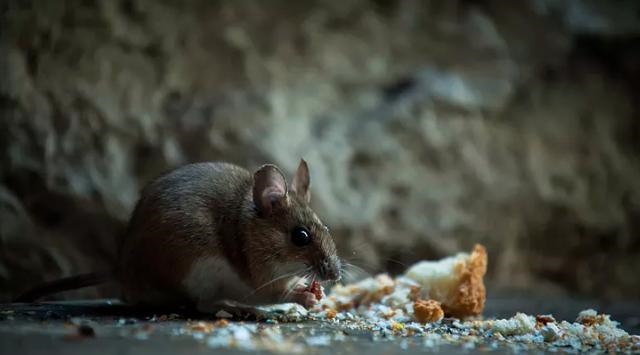 老鼠怕什么东西，老鼠怕什么东西不敢近