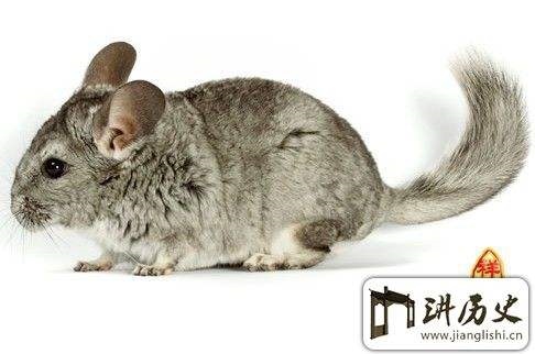 2年属鼠男婚配对象，1972年属鼠男几次婚姻"