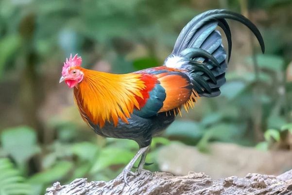 我属鸡老婆属鼠,属鸡27岁和属鼠24岁婚姻