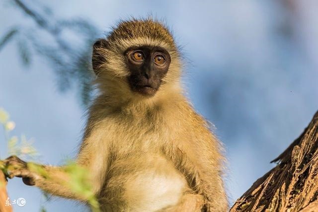 属猴的今年婚姻能够定下了吗，80猴和92猴2022年会离婚吗