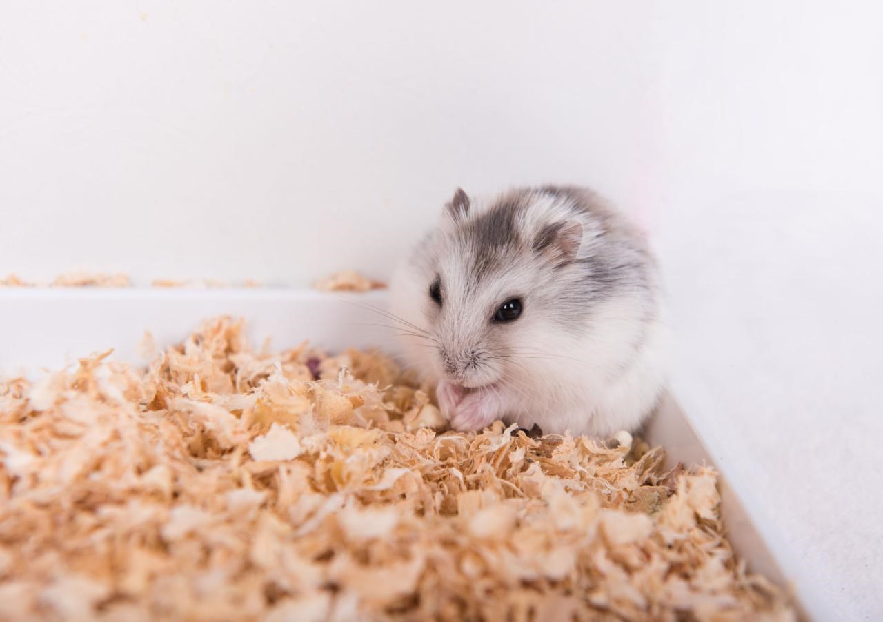 8岁女属鼠今年好不好，72年属鼠人48岁后命运"