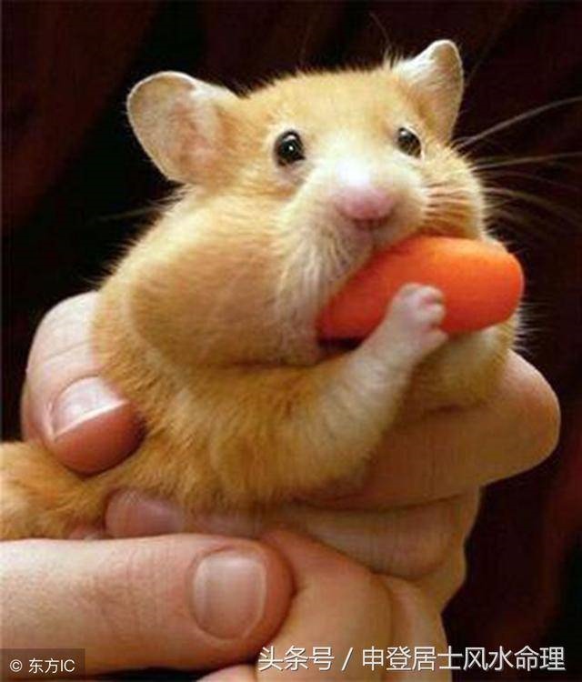 属鼠的和什么相配,属鼠的跟什么属相合