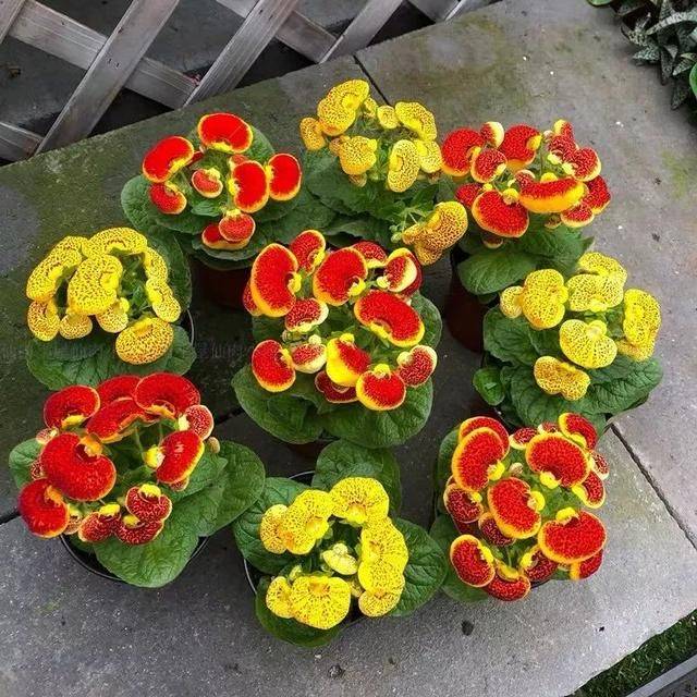 属鼠的幸运花和旺财花，十二生肖旺财植物花草