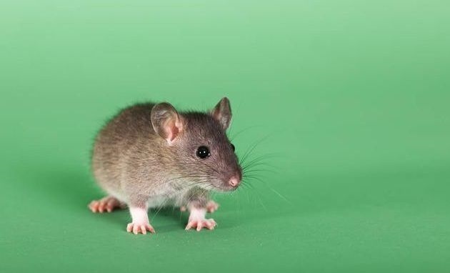 4年属鼠晚年怎么样，1984年属鼠人最难熬年龄"