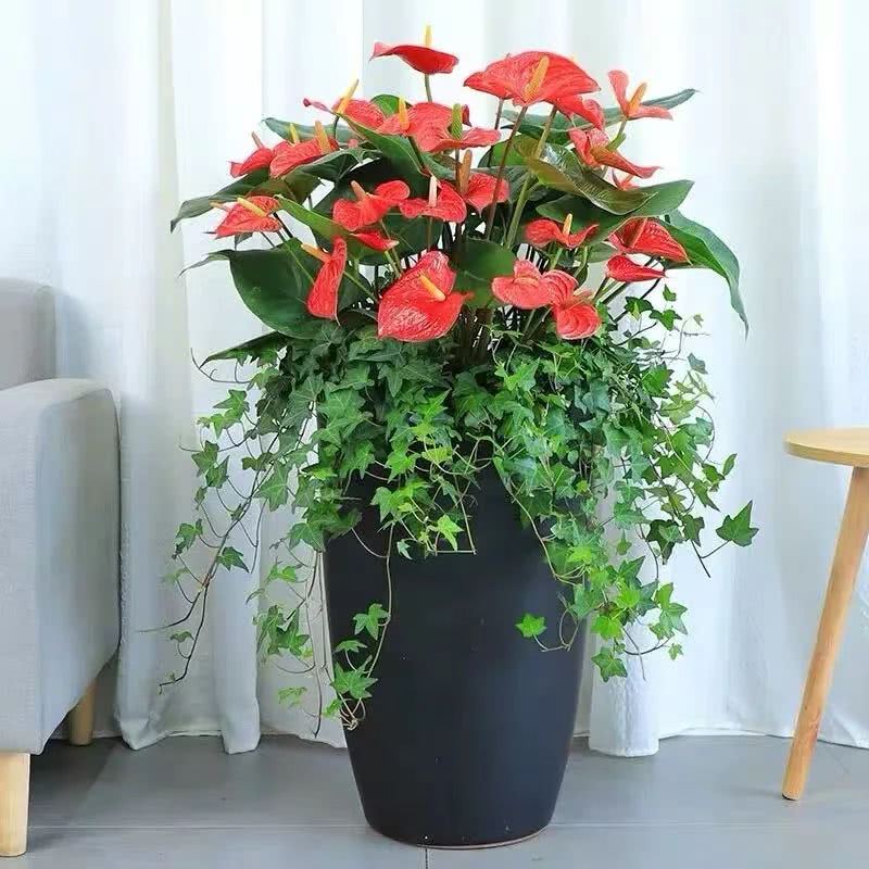 属鼠什么花最招桃花，属鼠的桃花劫是什么属相