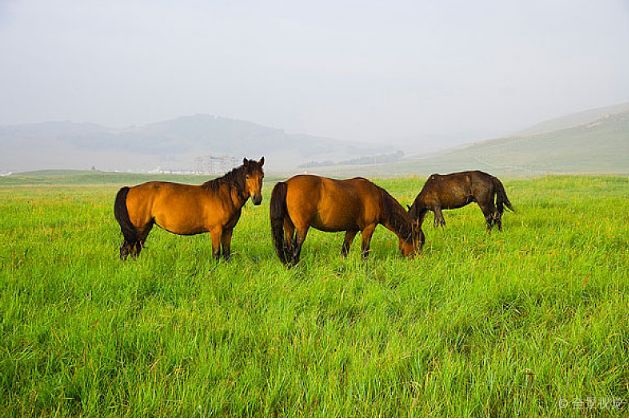 属马今年需要注意什么，属马和属狗的婚配怎么样