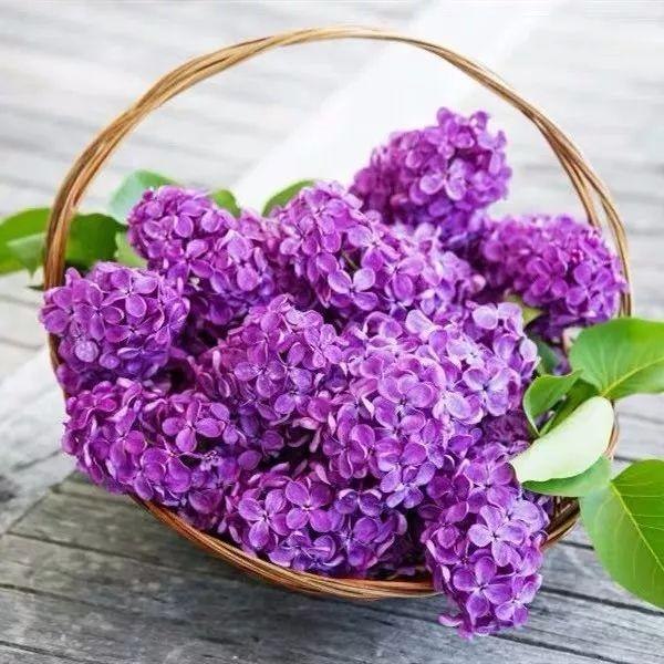 属鼠的人不适合养什么植物，属鼠的种什么花最合适