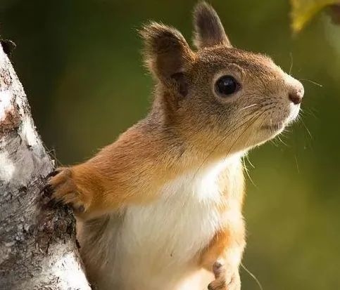 八四年属鼠一生的劫难,1984年属鼠女桃花劫