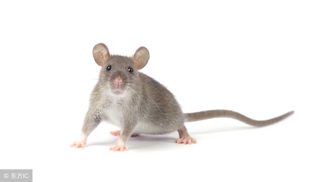 2年女鼠财运9二十7日出生,2022