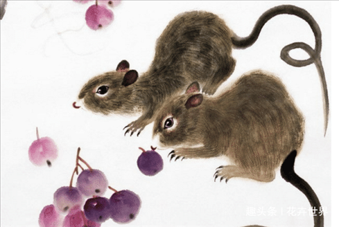 属鼠的是金木水火土哪个命，2022 年鼠年五行属什么缺什么