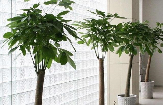 属猴养什么花旺财，属猴的2022 适合养什么花