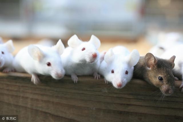 鼠人72年下半年的财运如何，72年属鼠人第三步大运