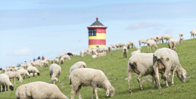 今日属羊人运程运势，属羊今日运势水墨先生