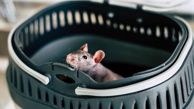 最有效的家庭灭鼠 *** ，灭老鼠最有效的 ***