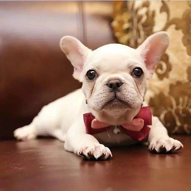 属牛的和属狗的合吗，属狗男配属牛女好不好