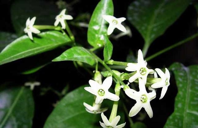 属狗48会死82年什么时候会死，为什么说大海水命硬