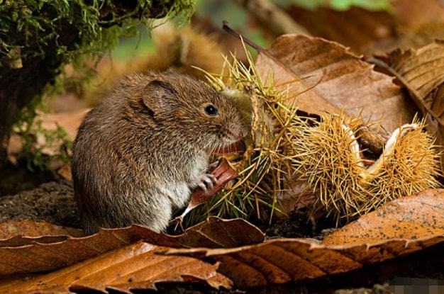 972年属鼠今后十年运势,属鼠1972年未来哪年运势更好"