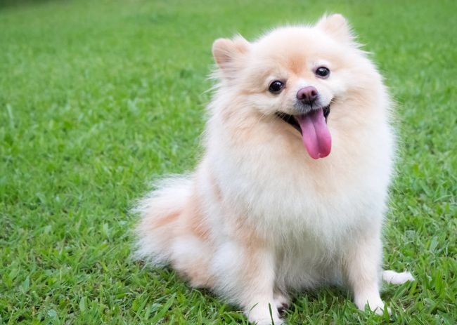 982属狗女运势,82年属狗女39岁顺利吗"