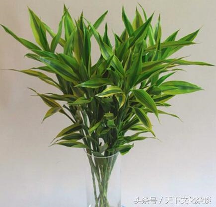 属虎的人养什么花招财，属虎的幸运花和旺财花