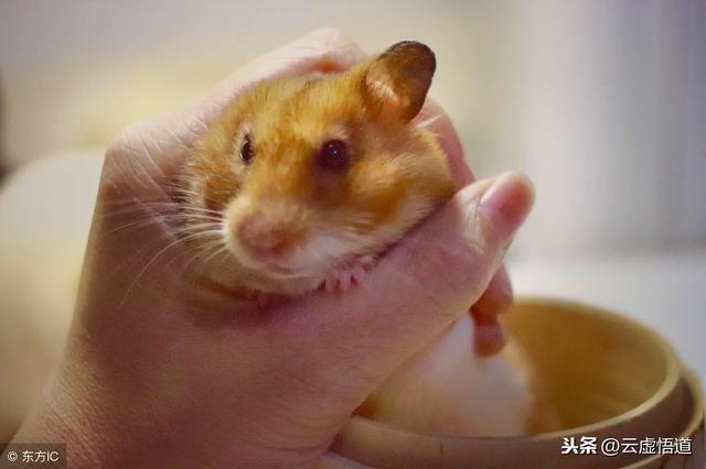 0年鼠人2022年全年运势，60年出生属鼠男命2022年运势"