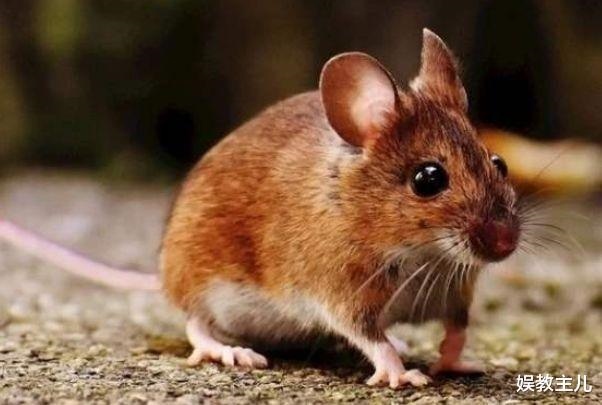 008年属鼠女孩的幸运数字，1984年属鼠人2022