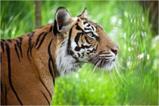 4年属虎人今年运程,1974年属虎2022本命年"