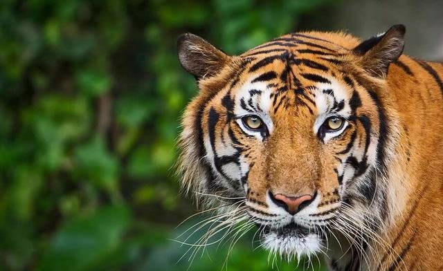 属虎男更佳婚配属相，98年属虎的男婚配表