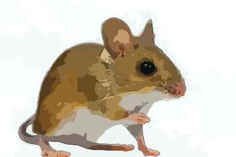 属鼠的对冲生肖,老鼠与什么生肖相冲吗