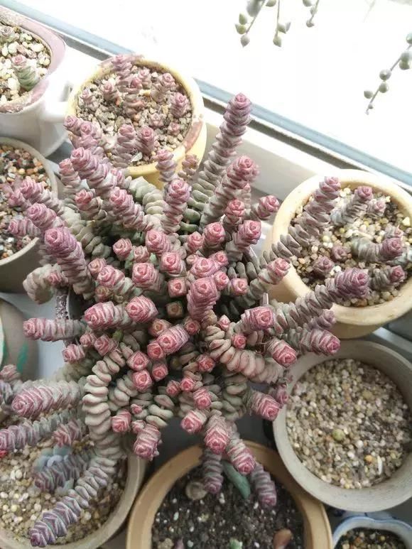 玉露哪个品种最旺财，哪种玉露招财