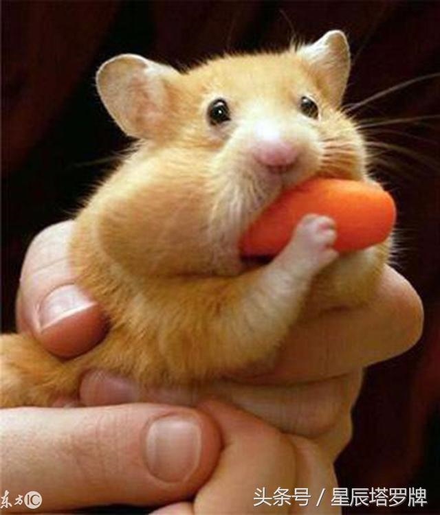 属鼠人最忌讳什么属相，猪忌什么生肖