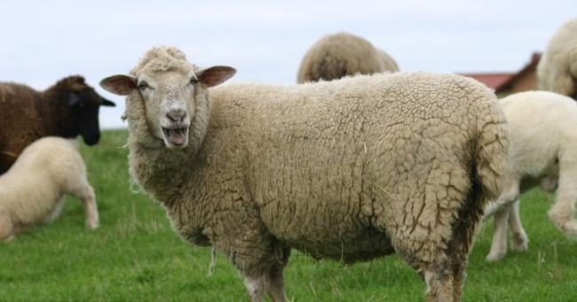 和属羊的相克的属相有哪些,属龙的和什么属相最配和相克