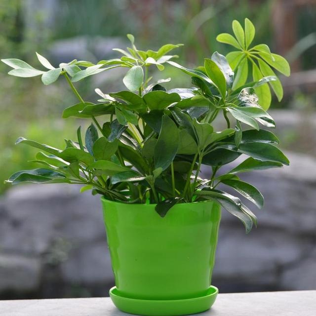 属猴养什么花旺财，属猴的2022 适合养什么花