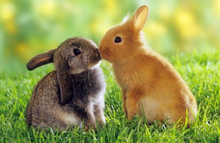 属兔人见鼠年运气怎么样，属兔的人2022 年运气