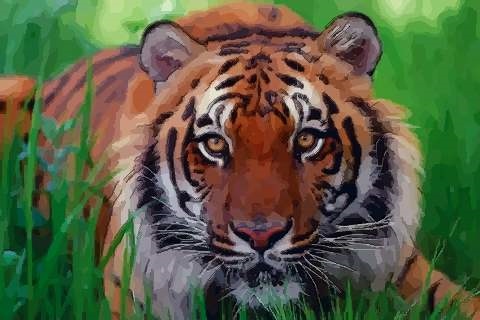 6年属虎的发财方向，1986年属虎人最难熬年龄"