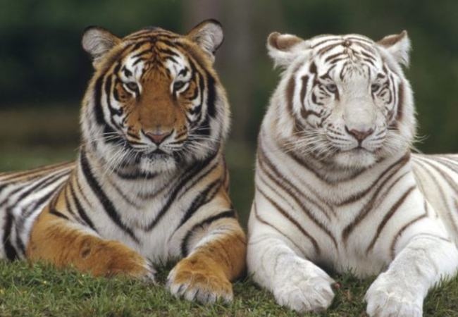 属虎的人缺什么，属虎的人五行缺什么