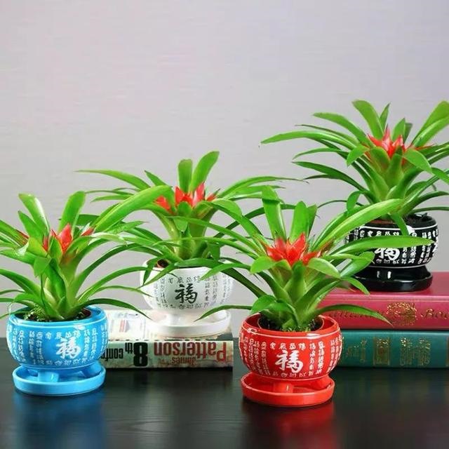 属鼠的幸运花和旺财花，十二生肖旺财植物花草