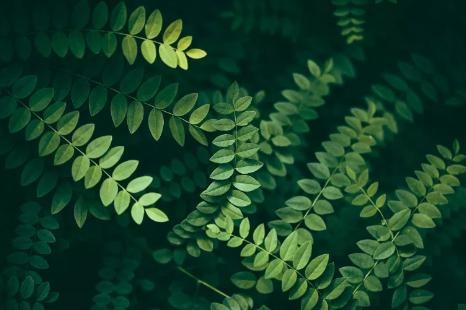 老鼠怕什么东西，老鼠怕什么东西不敢近